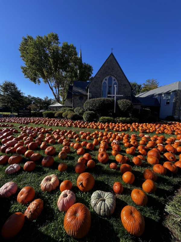 ​Pumpkin Patch by the Numbers 